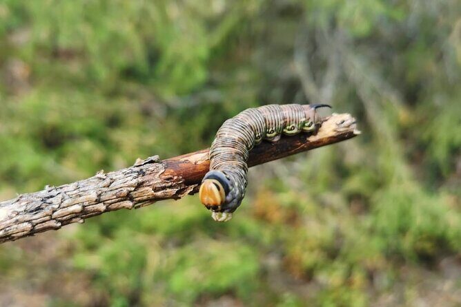 2-Day Small-Group Basic Skills Survival Course in Södermanland - Trapping, fishing, and encampment tricks that save energy