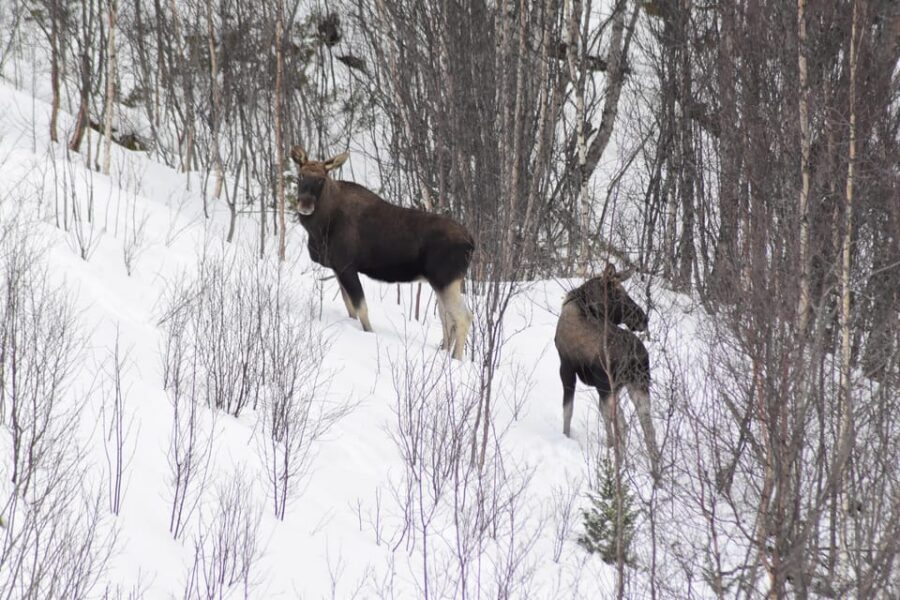 Abisko: Snowmobile Sightseeing Tour - Getting there: timing that actually matters in the cold