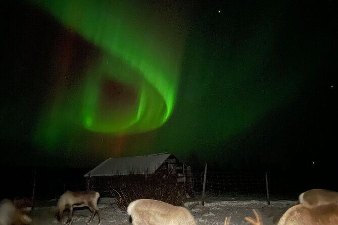 Arctic Adventure with Reindeer and Northern Lights Hunt 18:30 pm - Key highlights you’ll care about