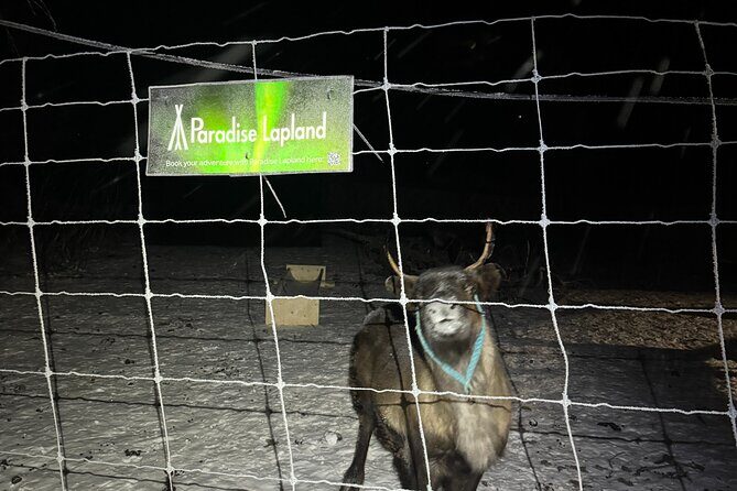 Arctic Adventure with Reindeer and Northern Lights Hunt 18:30 pm - Kiruna to Övre-Soppero: the drive that sets the mood