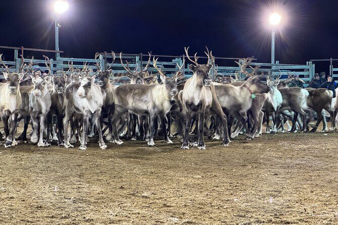 Arctic Adventure with Reindeer and Northern Lights Hunt 18:30 pm - Sámi culture you can actually talk about