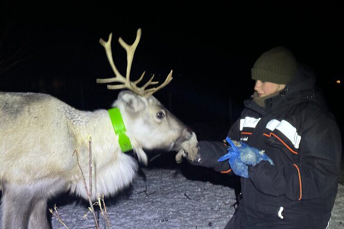 Arctic Adventure with Reindeer and Northern Lights Hunt 18:30 pm - Timing: what the evening feels like step by step