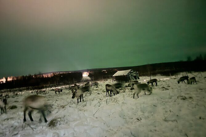 Arctic Adventure with Reindeer and Northern Lights Hunt 18:30 pm - Small group logistics: why max 8 matters in winter