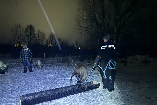 Arctic Adventure with Reindeer and Northern Lights Hunt 18:30 pm - Price and value: is $250 worth it?