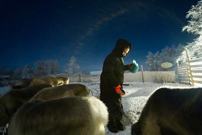 Arctic Adventure with Reindeer and Northern Lights Hunt 18:30 pm - Packing tips: wool, layers, and the right patience