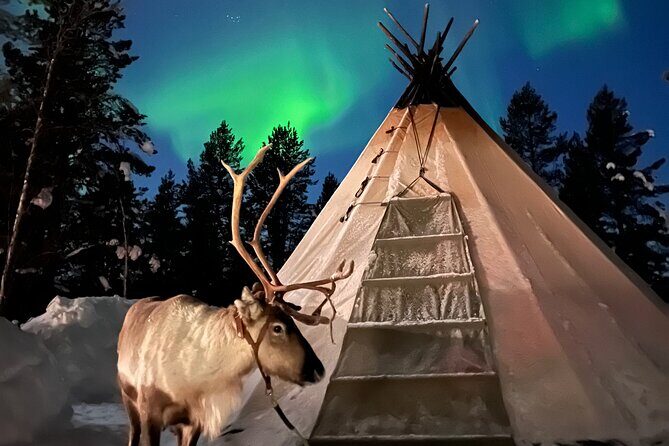 Aurora Hunting with Reindeer Caravan - Reindeer feeding with White Moss and Sámi herding lessons