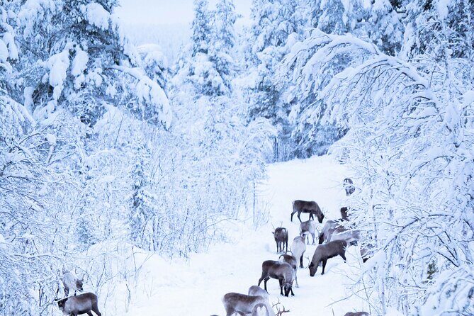 Aurora Hunting with Reindeer Caravan - A warm fire dinner in a Sami tepee: simple, satisfying, and cultural