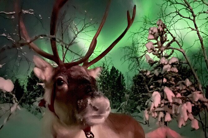 Aurora Hunting with Reindeer Caravan - Who should book this reindeer caravan tour from Kiruna?