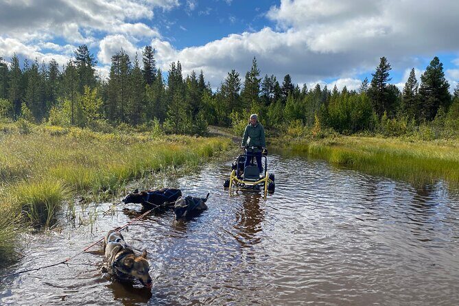 Autumn Husky Sit and Drive Cart Tour from Kiruna - Getting to Husky Tours Lapland and what to wear (really)