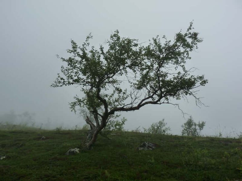Bloody Stockholm: ghosts, horror and dark folklore 2h - The folklore cast: Mylingar, Skogsrået, Näcken, trolls