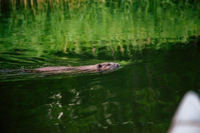 Canoe adventure in Stockholm Archipelago - Wildlife spotting: beavers and coastal birds, with the right attitude