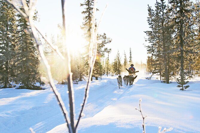 Dogsled Adventure Kiruna - Quick Hits Before You Go