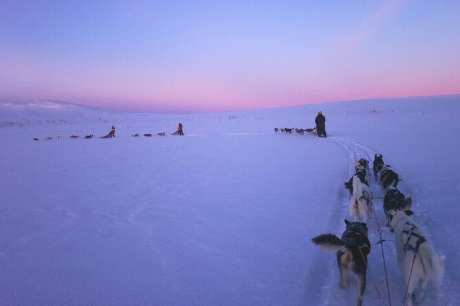 Dogsled Adventure Kiruna - Kiruna Dog Sledding: What 3 Hours Actually Gives You