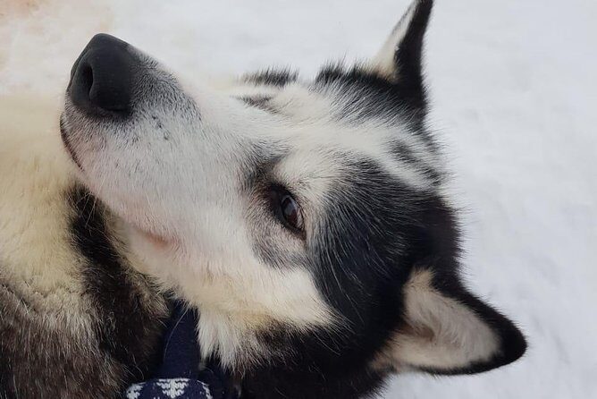 Dogsled Adventure Kiruna - Riding in the Guide’s Sled: Passenger Comfort and First-Timer Confidence