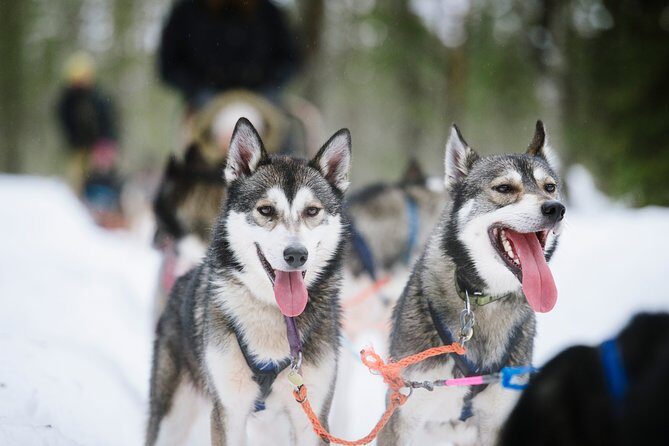Dogsled Adventure Kiruna - The Ride Itself: What to Expect From the Snow Run
