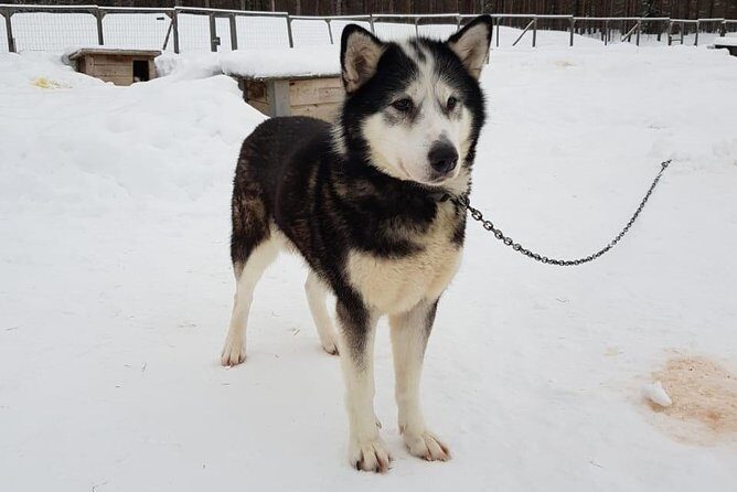 Dogsled Adventure Kiruna - Dogs and Care: Why “Friendly” Matters Here