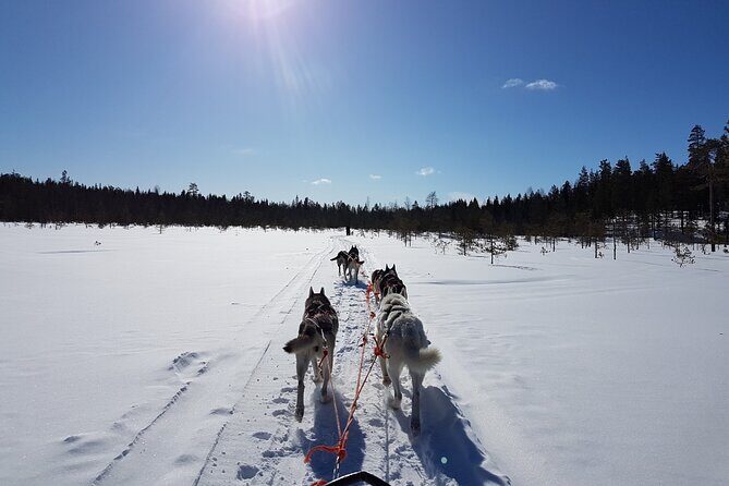 Dogsled Adventure Kiruna - Starting Off: Pickup, Meeting Window, and First Impressions