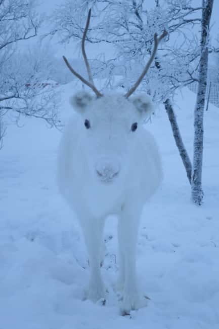 Experience the majestic Auroras Kiruna-Abisko & lodge dinner - What a Realistic 5-Hour Evening Feels Like