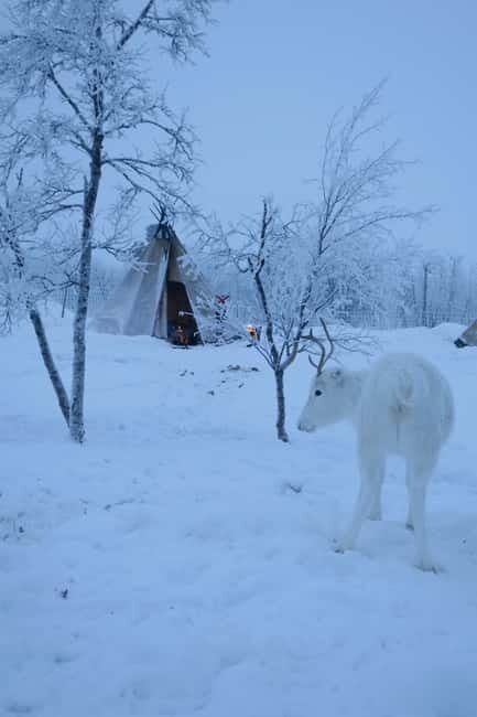 Experience the majestic Auroras Kiruna-Abisko & lodge dinner - Should You Book Auroras Kiruna–Abisko & Lodge Dinner?