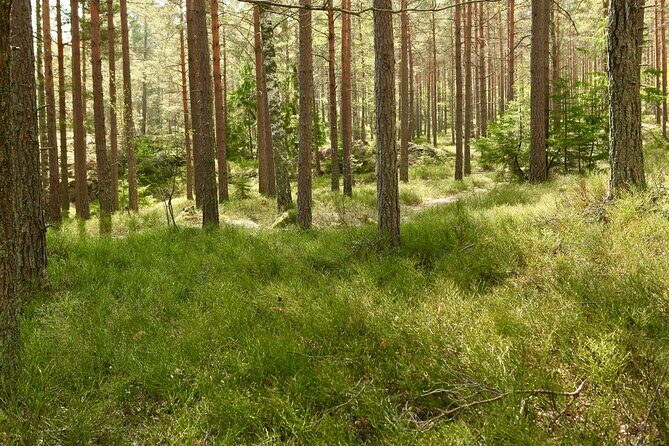 Forestbathing Slow Walking and Healing Spring Water, Stockholm - Optional meditation: grounding with the forest still in your senses