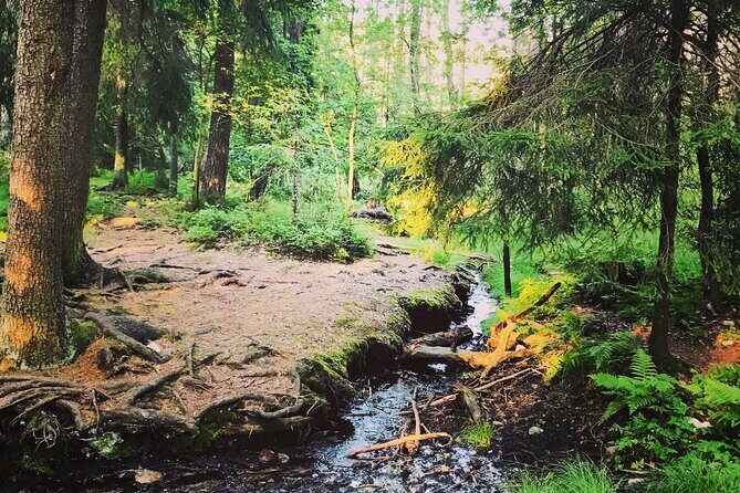 Forestbathing Slow Walking and Healing Spring Water, Stockholm - How the value adds up: $213.27 for 4 hours, not a sightseeing checklist