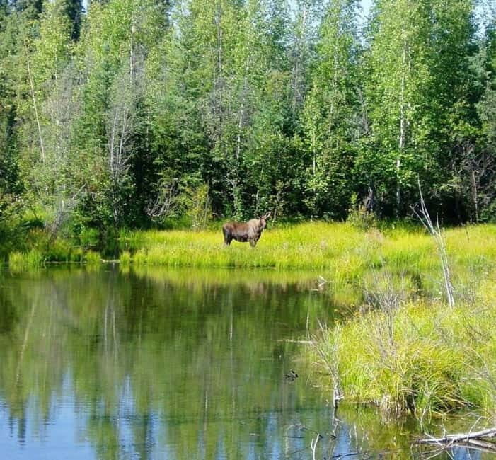 From Stockholm: Moose & Wildlife Safari with Campfire Dinner - Viewpoint hike and campfire dinner: where the evening turns fun