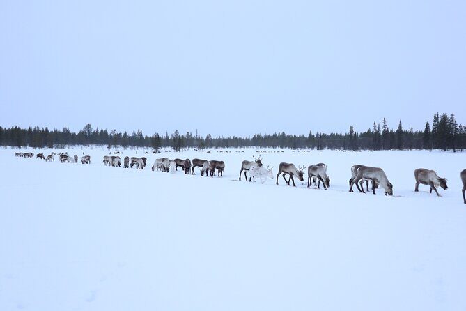 Full-Day Reindeer Tour with Pickup in Kiruna - Kiruna Pickup and Timing: Where You Need to Be