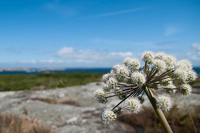 Guided boat tour to Vinga in Gothenburg - Vinga’s one-hour window: walking trails, swimming, and lighthouse decisions