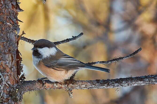 Half day Wildlife and Nature Photography - What Happens on the Drive: Practice First, Then Search
