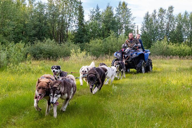 Meet 70 Huskies and Enjoy a short ATV Tour with the Huskies - Meeting 70 Huskies in Kiruna: What Kennel Time Really Means
