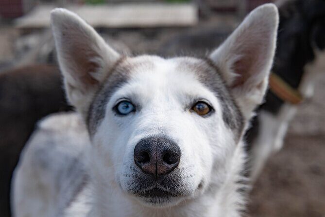 Meet 70 Huskies and Enjoy a short ATV Tour with the Huskies - Warm Drinks by an Open Fire: The Small Moment You’ll Remember