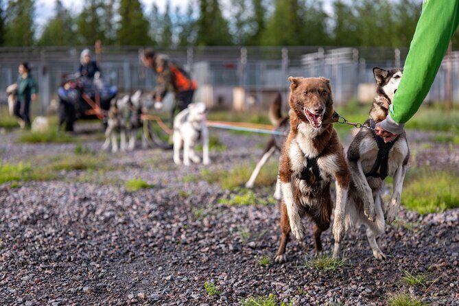 Meet 70 Huskies and Enjoy a short ATV Tour with the Huskies - Who Should Book This ATV + Husky Tour (and Who Might Skip It)