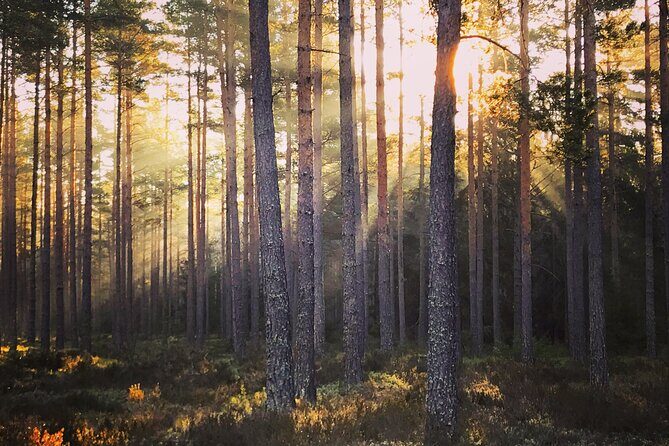 Midnight Sun and Campfire - National Park evening hike Stockholm - Price and value: does $192.80 make sense?