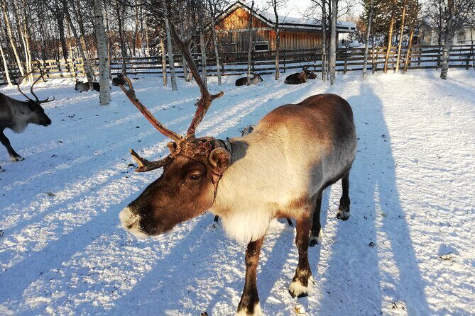 Stockholm Christmas Tour and Food Tasting Experience - Nybroplan’s Moose Family lights: a playful guide to Santa’s direction