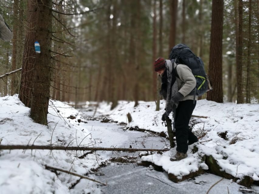 Stockholm: Nature Hike with Campfire Lunch - What You Learn in the Forest: Plants, Wildlife, and Local Context You Can Keep
