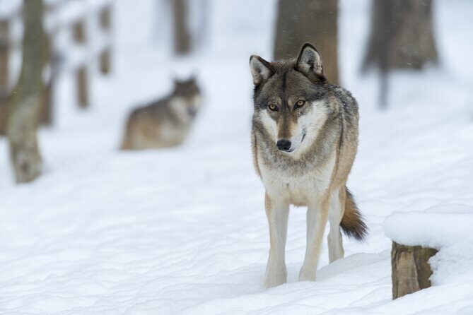 Wolf and Wildlife Tracking in Sweden - Listening Up: The Howling Experience That’s About Connection