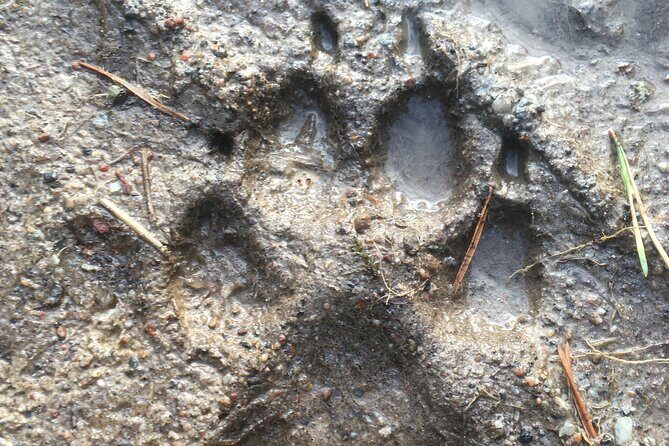Wolf and Wildlife Tracking in Sweden - Included Extras That Actually Improve Your Odds