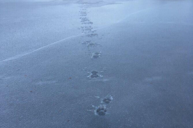 Wolf and Wildlife Tracking in Sweden - Price and Value: Is $215.95 Worth It?