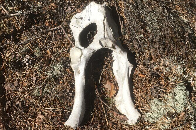 Wolf and Wildlife Tracking in Sweden - Logistics That Matter More Than You Think