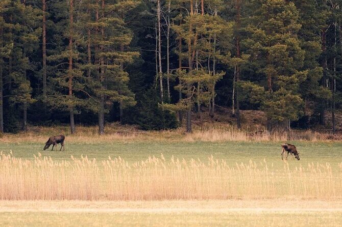 Wolf and Wildlife Tracking in Sweden - The 6 km Hike That’s Not One-Size-Fits-All